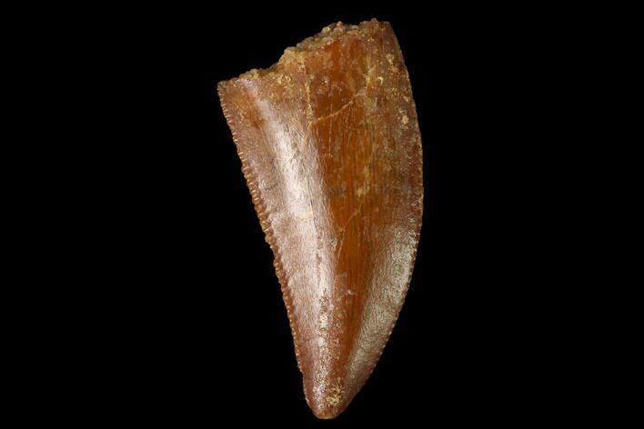 Serrated, Raptor Tooth - Real Dinosaur Tooth #160007